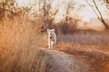 Golden retriever yavrusu çalışır 