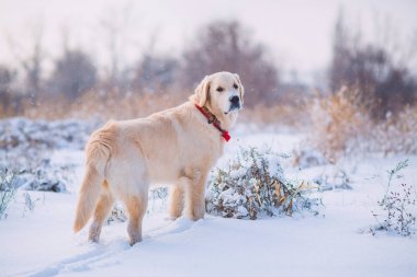 Golden Retriever Yavrusu 
