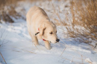 Golden retriever köpek yavrusu karda