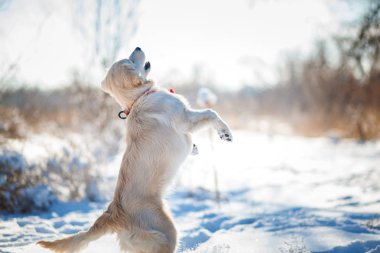     Golden retriever köpek yavrusu atlama