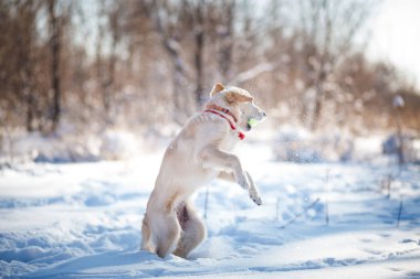Golden Retriever Yavrusu 