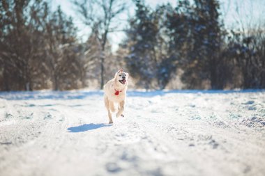 Golden Retriever Yavrusu 
