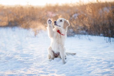 Golden Retriever Yavrusu 