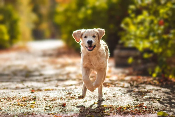 Golden retriever pup wordt uitgevoerd — Stockfoto
