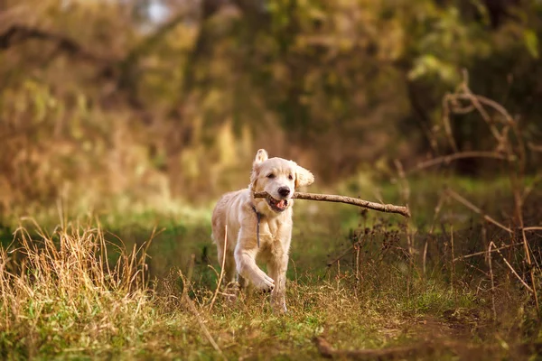 Golden retriever cachorro corre com um pau — Fotografia de Stock