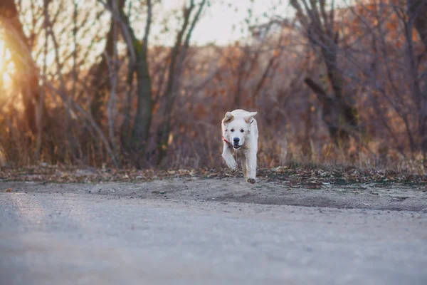 Golden retriever filhote correr — Fotografia de Stock