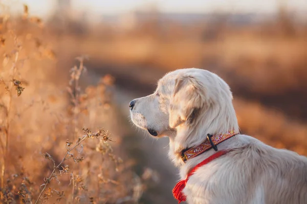 Golden retriever retrato de cachorro — Foto de Stock