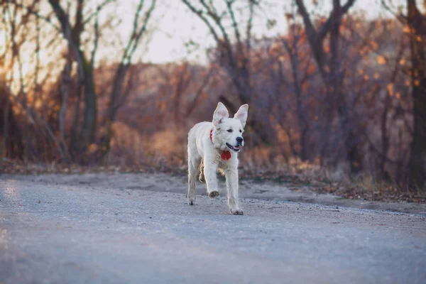 Zlatý retrívr štěně běží — Stock fotografie