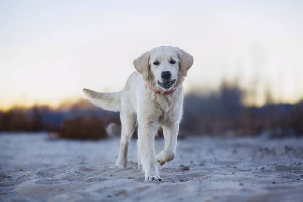 Golden retriever filhote corre — Fotografia de Stock