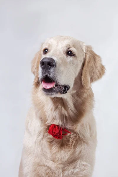 Golden retriever puppy portrait