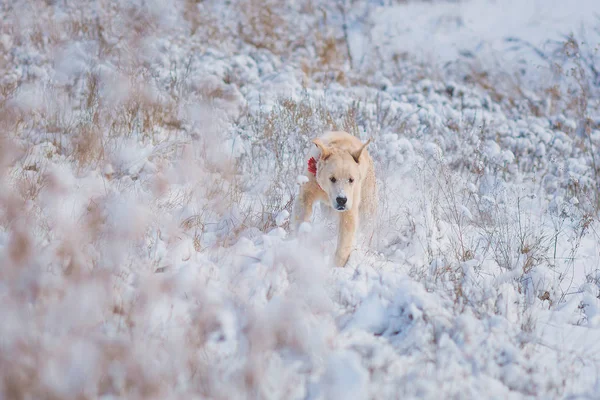 Golden retriever puppy runs — Stock Photo, Image