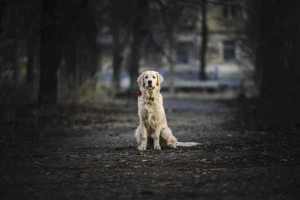 Cucciolo Golden Retriever — Foto Stock
