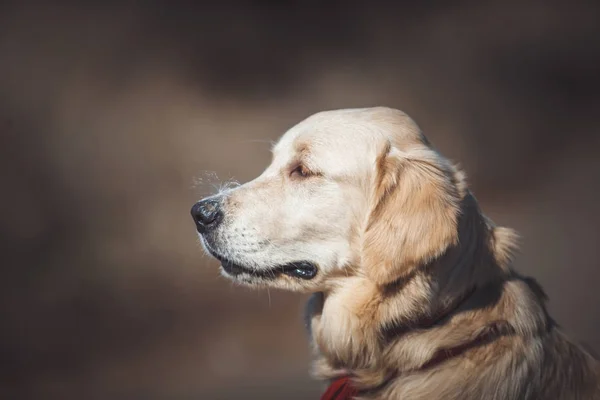 Golden retriever retrato de cachorro —  Fotos de Stock