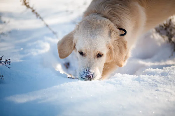 Golden Retriever Welpe Im Schnee — Stockfoto