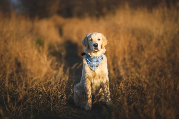 Filhotes Golden retriever — Fotografia de Stock