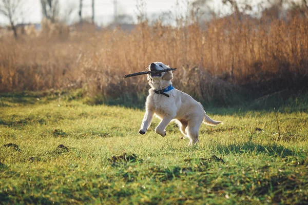 Golden Retriever Puppies — Stock Photo, Image