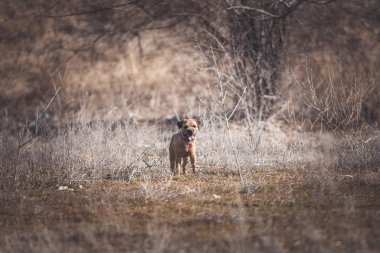 Kenar korkunç köpek