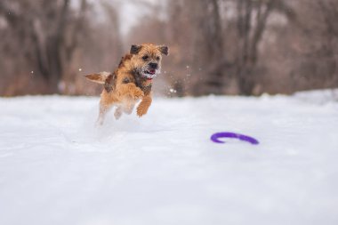 Kenar korkunç köpek