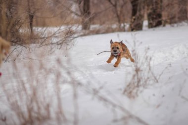 Kenar korkunç köpek