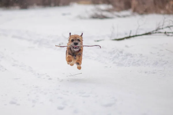 Border terrier dog