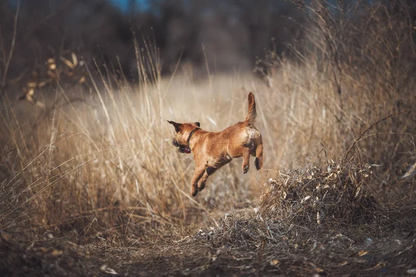 Perro terrier fronterizo — Foto de Stock