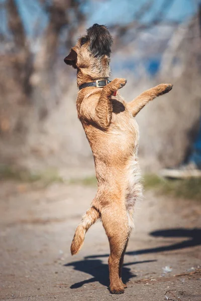 Border Terrier Hund — Stockfoto