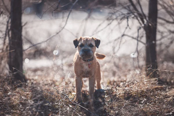 Terrier di confine cane — Foto Stock