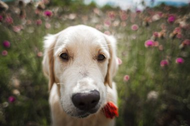 köpek golden retriever