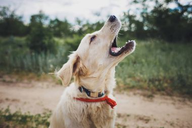 köpek golden retriever