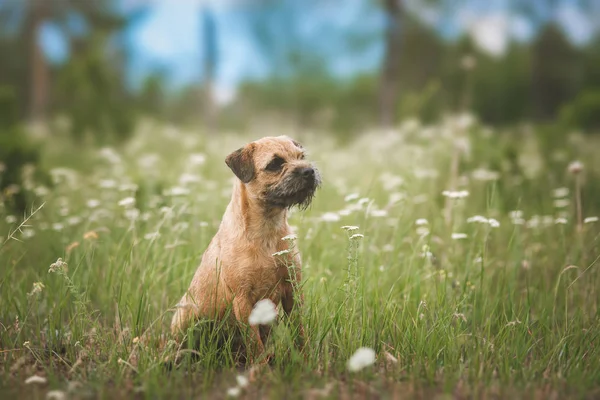 Dog Border terrier