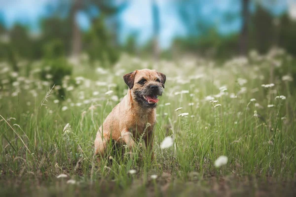 Kutya Border terrier — Stock Fotó