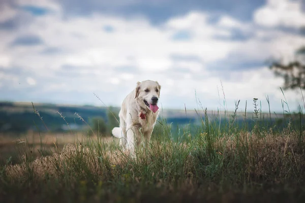 Hond gouden retriever — Stockfoto