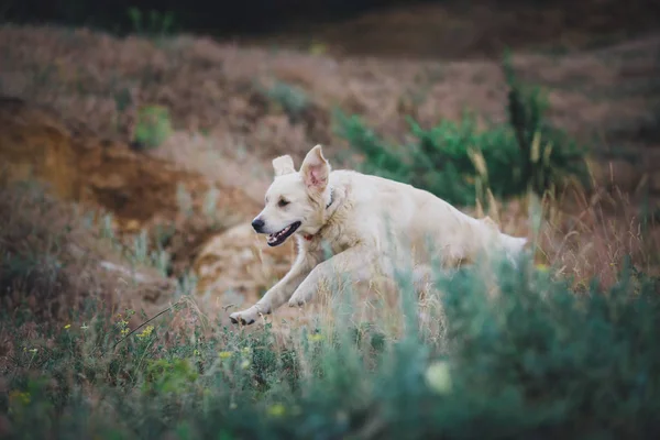 Kutya, golden retriever — Stock Fotó