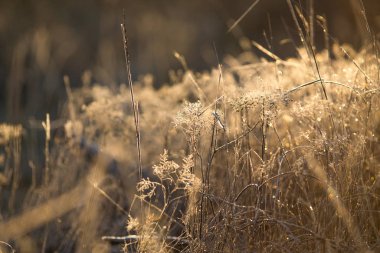 kış kar dalı ağacı