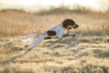 Köpek İngiliz springer spaniel