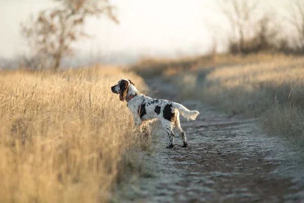 Dog English Springer Spaniel — Stock Photo, Image