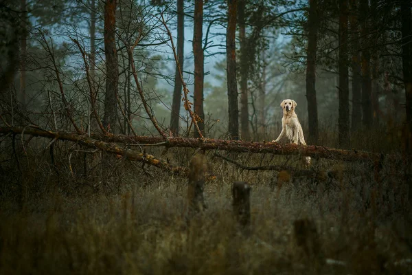 Cane Golden Retriever Nella Foresta — Foto Stock