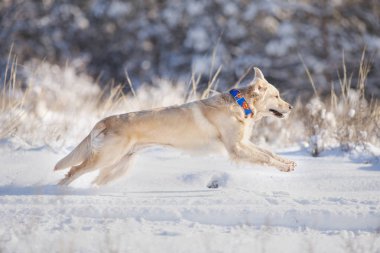 dog golden retriever show