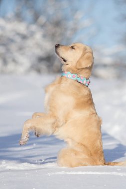 dog golden retriever show