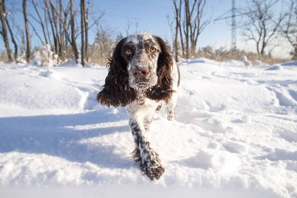 English Springer Spaniel Dog — Stock Photo, Image