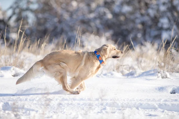 Dog Golden Retriever Show — Stock Photo, Image