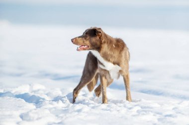 Kışın Sınır Köpeği Collie