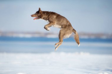 Kışın Sınır Köpeği Collie