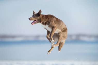 Kışın Sınır Köpeği Collie