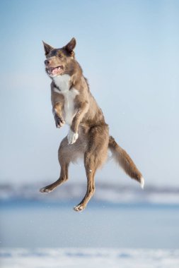 Kışın Sınır Köpeği Collie