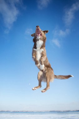 Kışın Sınır Köpeği Collie