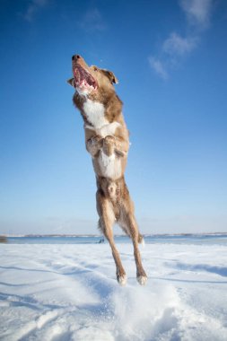 Kışın Sınır Köpeği Collie