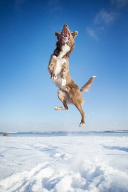 Kışın Sınır Köpeği Collie