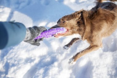 Kışın Sınır Köpeği Collie
