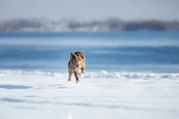 Przygraniczny Pies Collie Zimą — Zdjęcie stockowe
